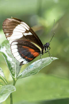 Image of Cydno Longwing