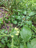 Image of Solanum lycopersicum L.