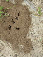 Image of Little Black Ant