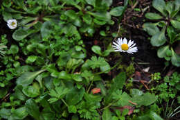 Image of Daisy