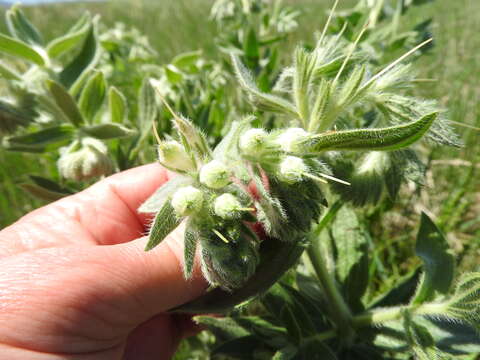 Image of western marbleseed