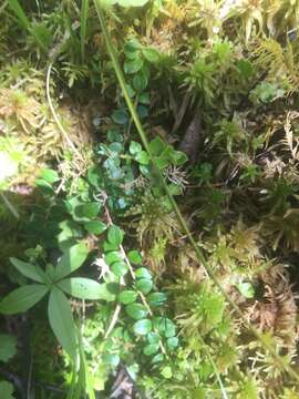 Image of creeping snowberry