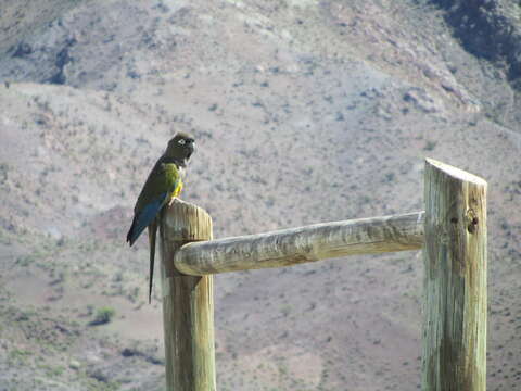 صورة Cyanoliseus patagonus bloxami Olson 1995