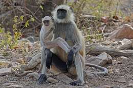 Image of Northern plains gray langur