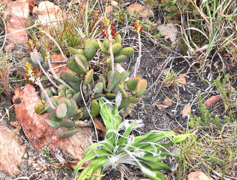 Image of Adromischus sphenophyllus C. A. Smith