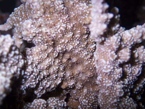 Image of pore coral