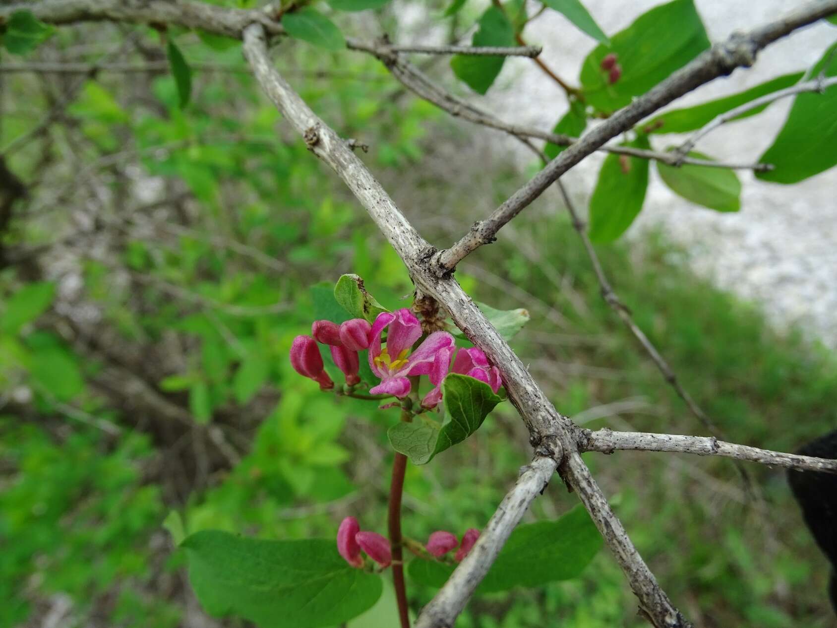 Image de Lonicera bella Zab.