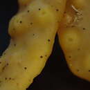 Image of Stigmidium ascophylli (Cotton) Aptroot 2006