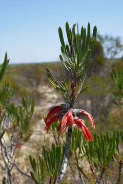 Imagem de Melaleuca kalbarriensis (T. J. Hawkeswood)