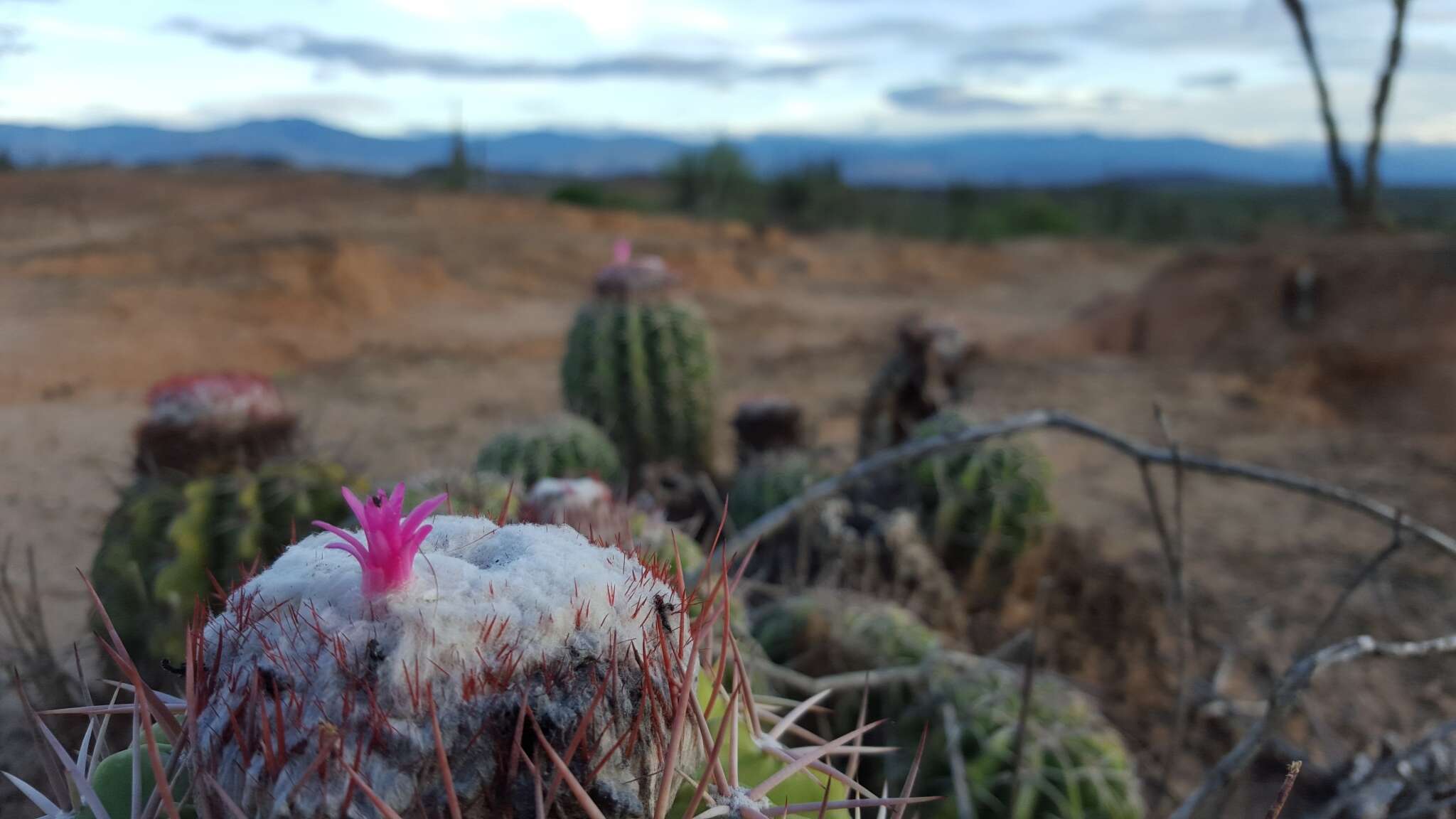 Image of Melocactus curvispinus subsp. curvispinus