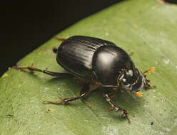 Image of Onthophagus neostenocerus Goidanich 1926