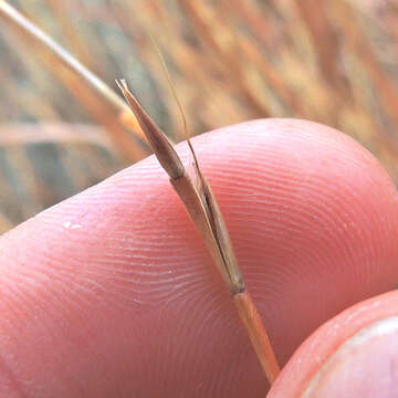 Schizachyrium scoparium (Michx.) Nash resmi