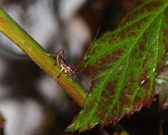 Image of Hemiandrus maia Taylor Smith, Morgan-Richards & Trewick 2013