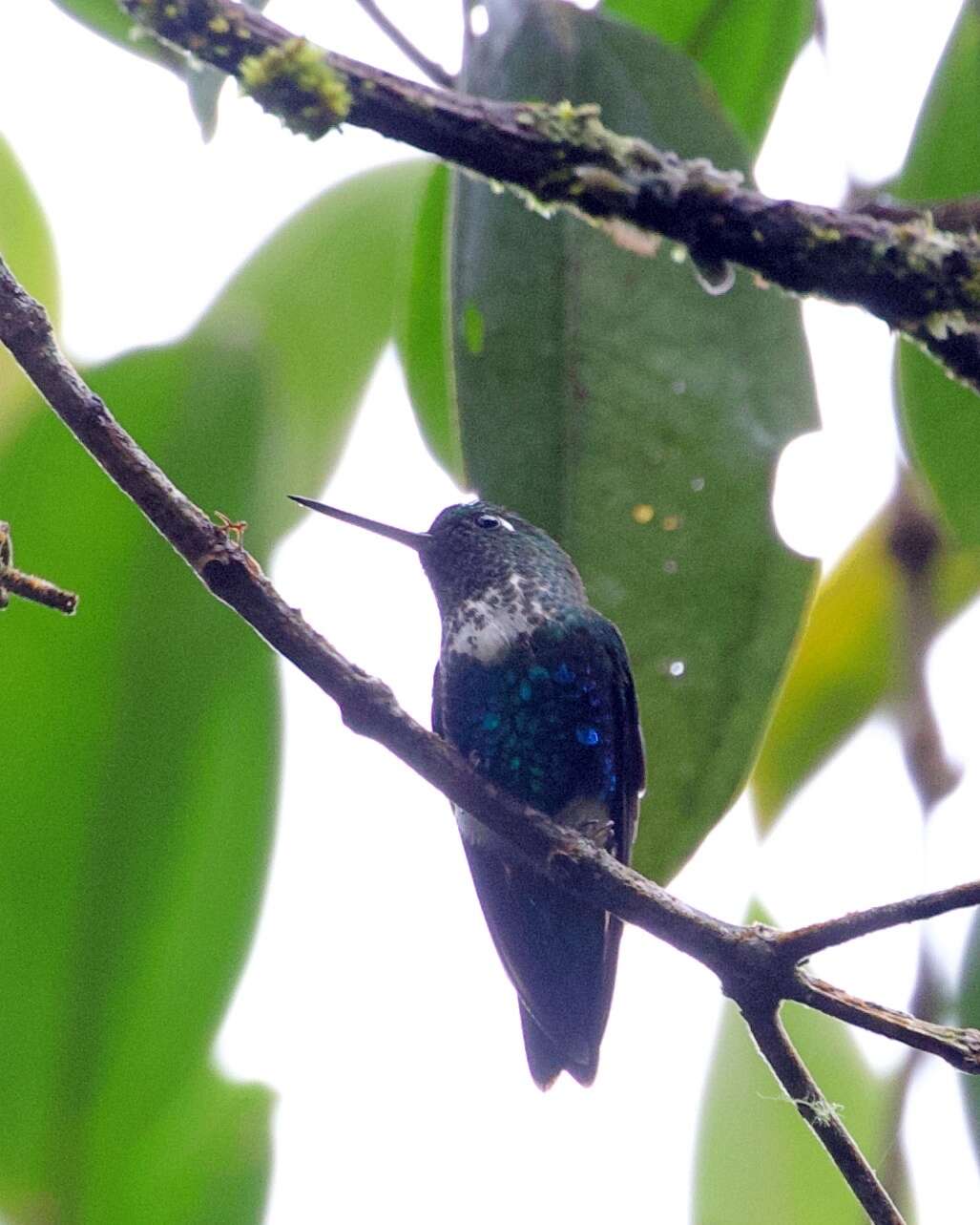 Image of Emerald-bellied Puffleg