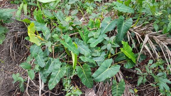 Philodendron quinquenervium Miq. resmi