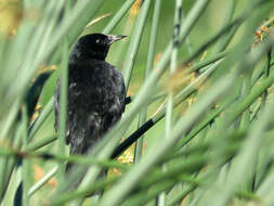 Image of Unicolored Blackbird