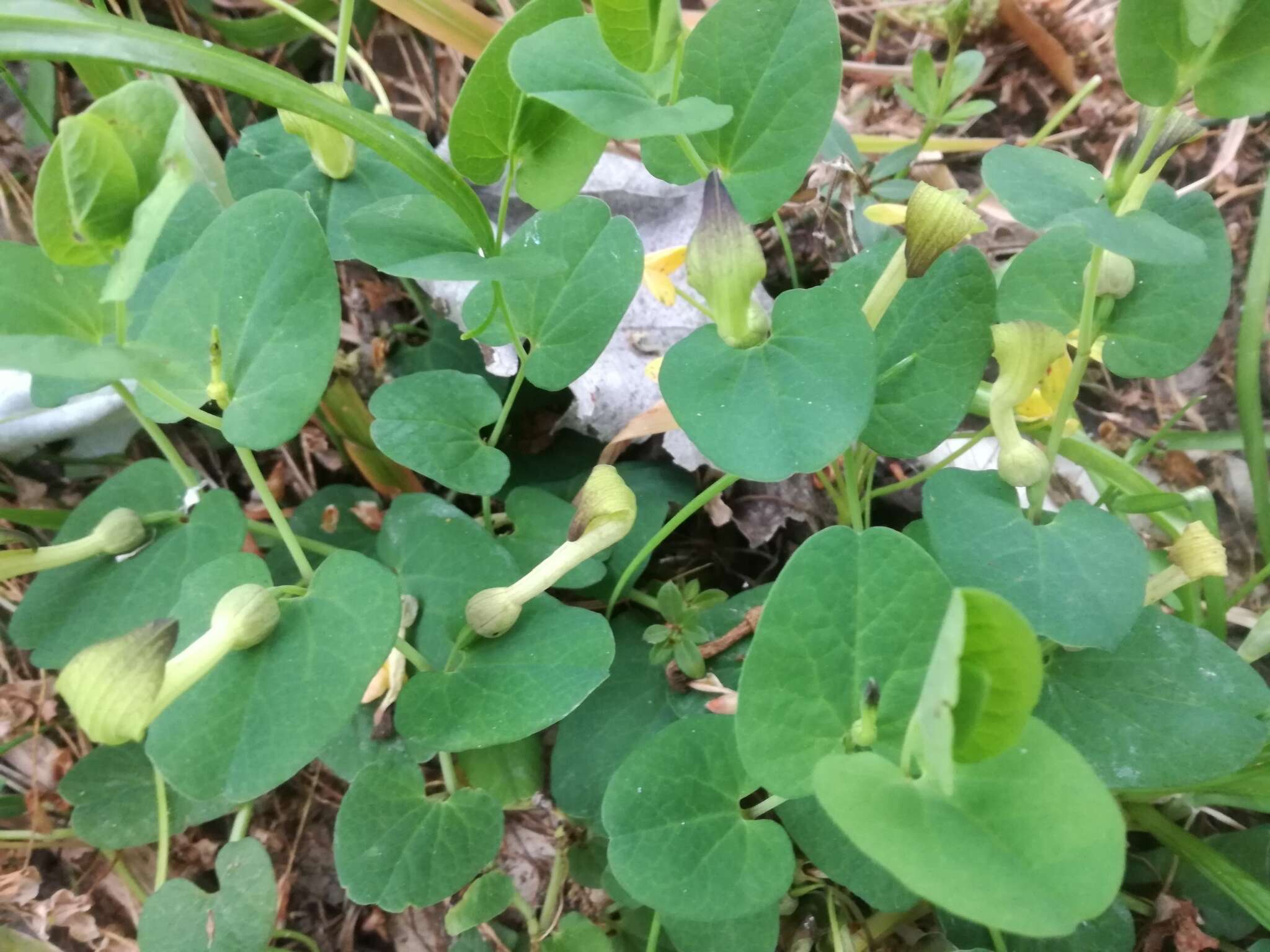 Image of Aristolochia navicularis E. Nardi