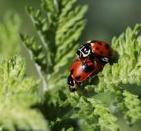 Image of Lady beetle