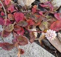 Imagem de Persicaria capitata (Buch.-Ham. ex D. Don) H. Gross