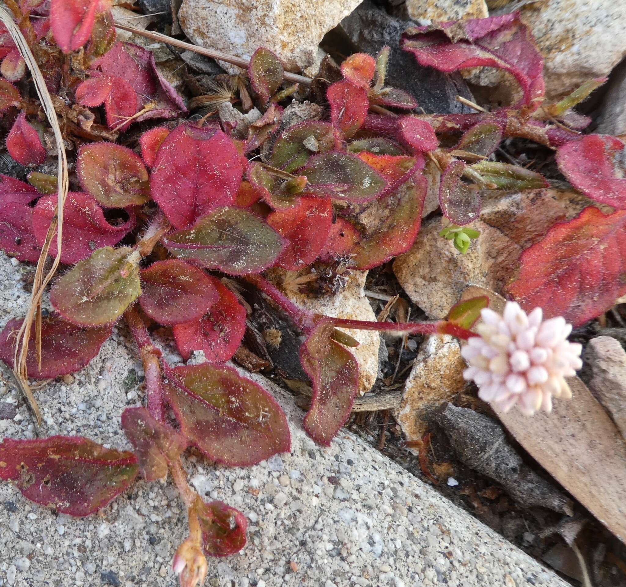 Imagem de Persicaria capitata (Buch.-Ham. ex D. Don) H. Gross