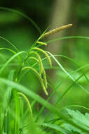 Image of Carex jaluensis Kom.