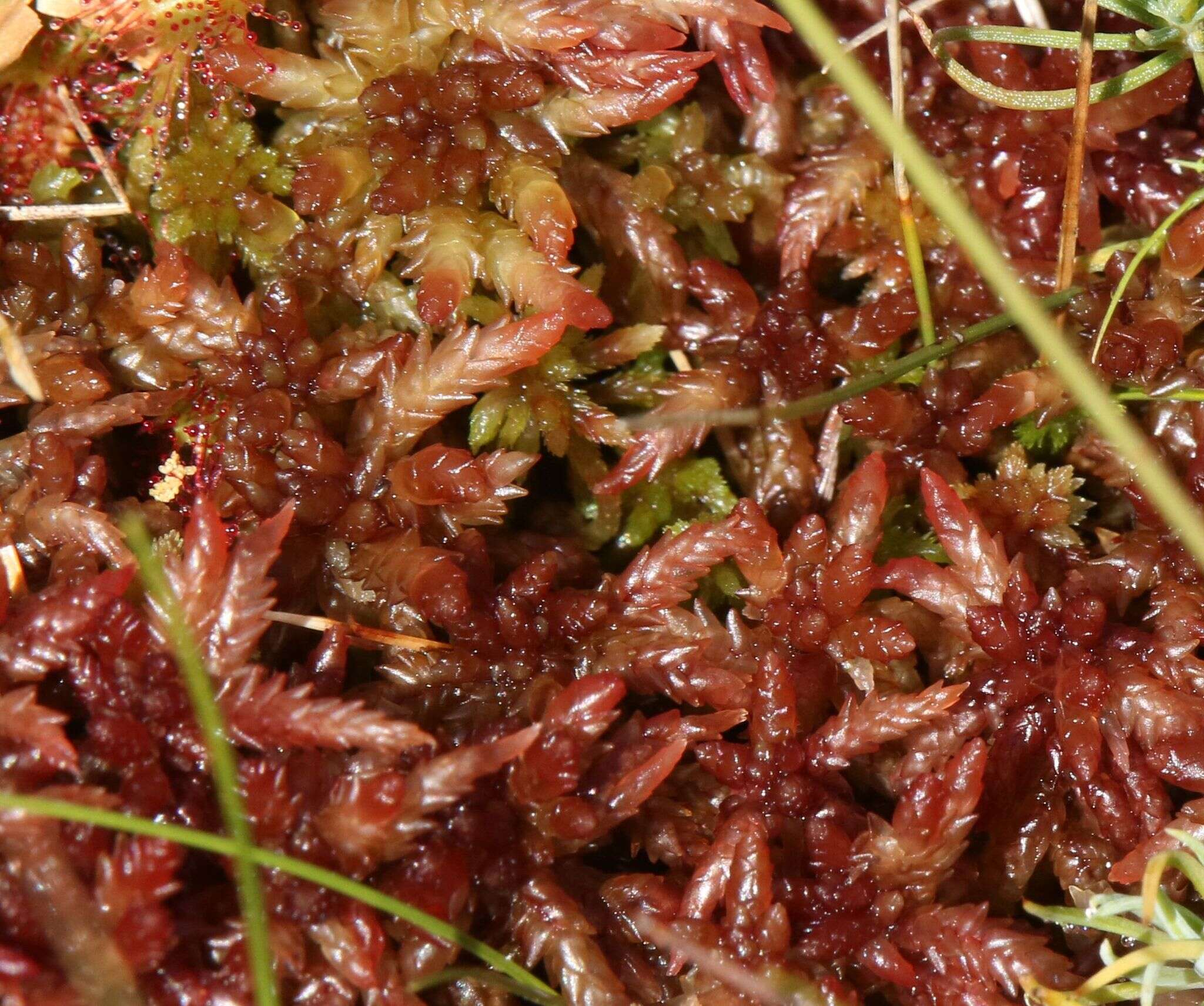 Imagem de <i>Sphagnum divinum</i> Flatberg & K. Hassel