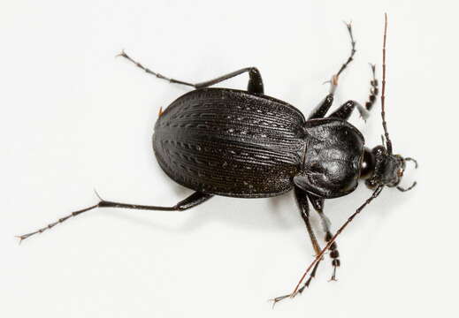 Imagem de Carabus (Carabus) vinctus (Weber 1801)