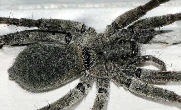 Image of Stone Spider