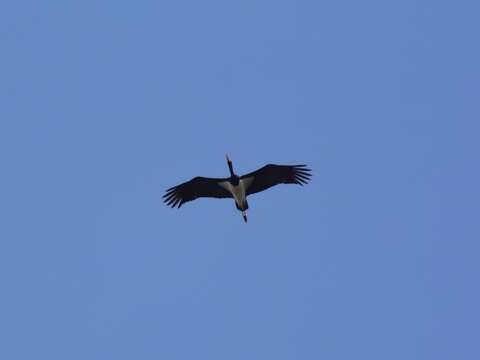 Image of Black Stork