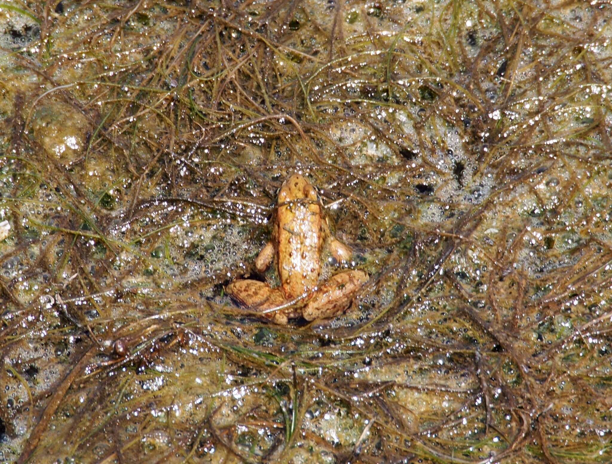 Image of California Red-legged Frog