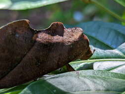 Image of Eudocima aurantia (Moore 1877)