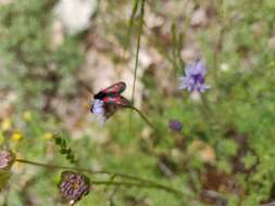 Image de Zygaena corsica Boisduval 1828