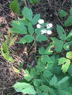 Imagem de Actaea rubra subsp. rubra