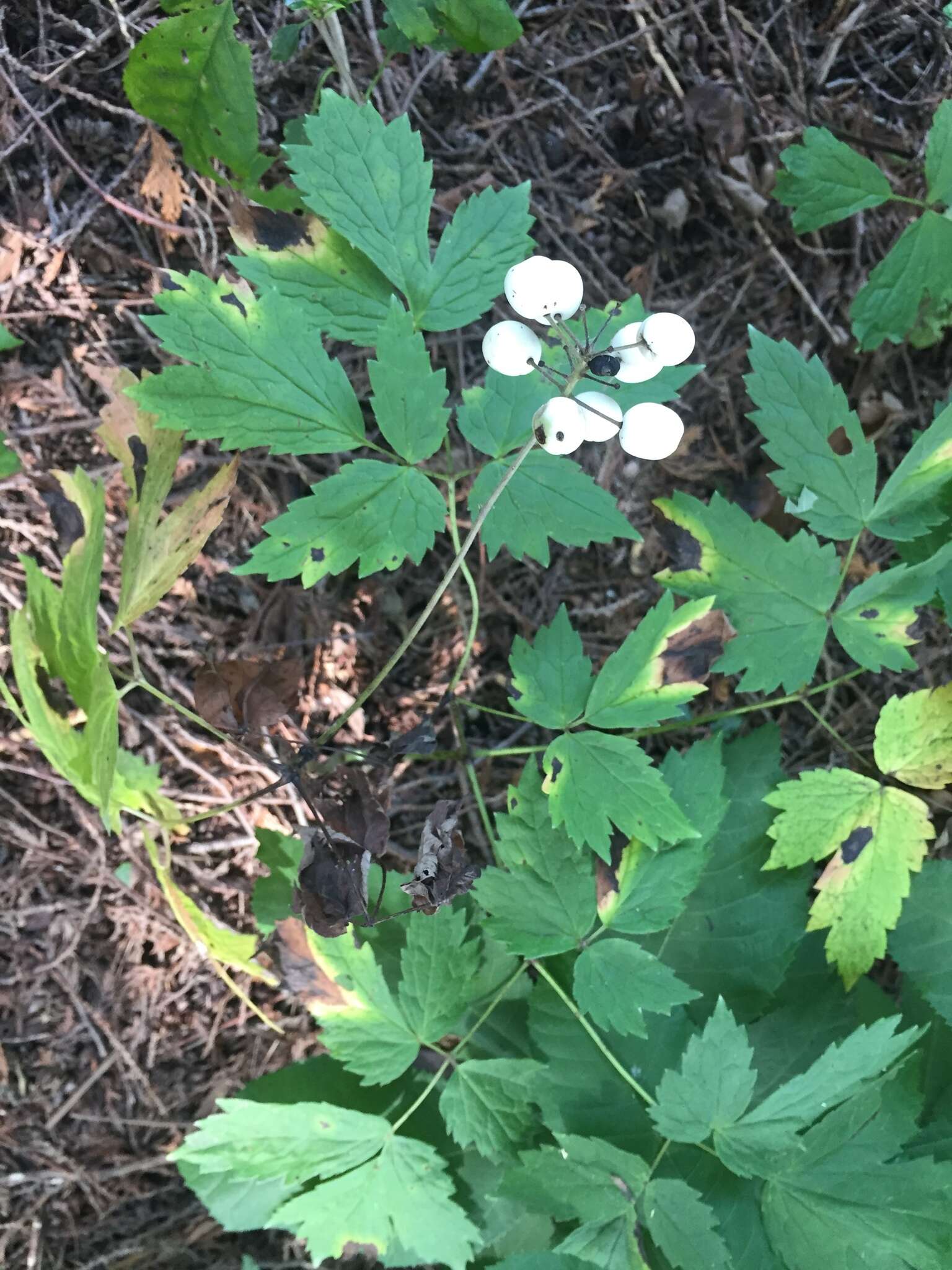 Imagem de Actaea rubra subsp. rubra