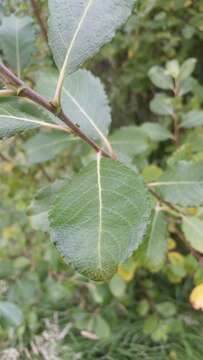 Imagem de Salix cinerea L.