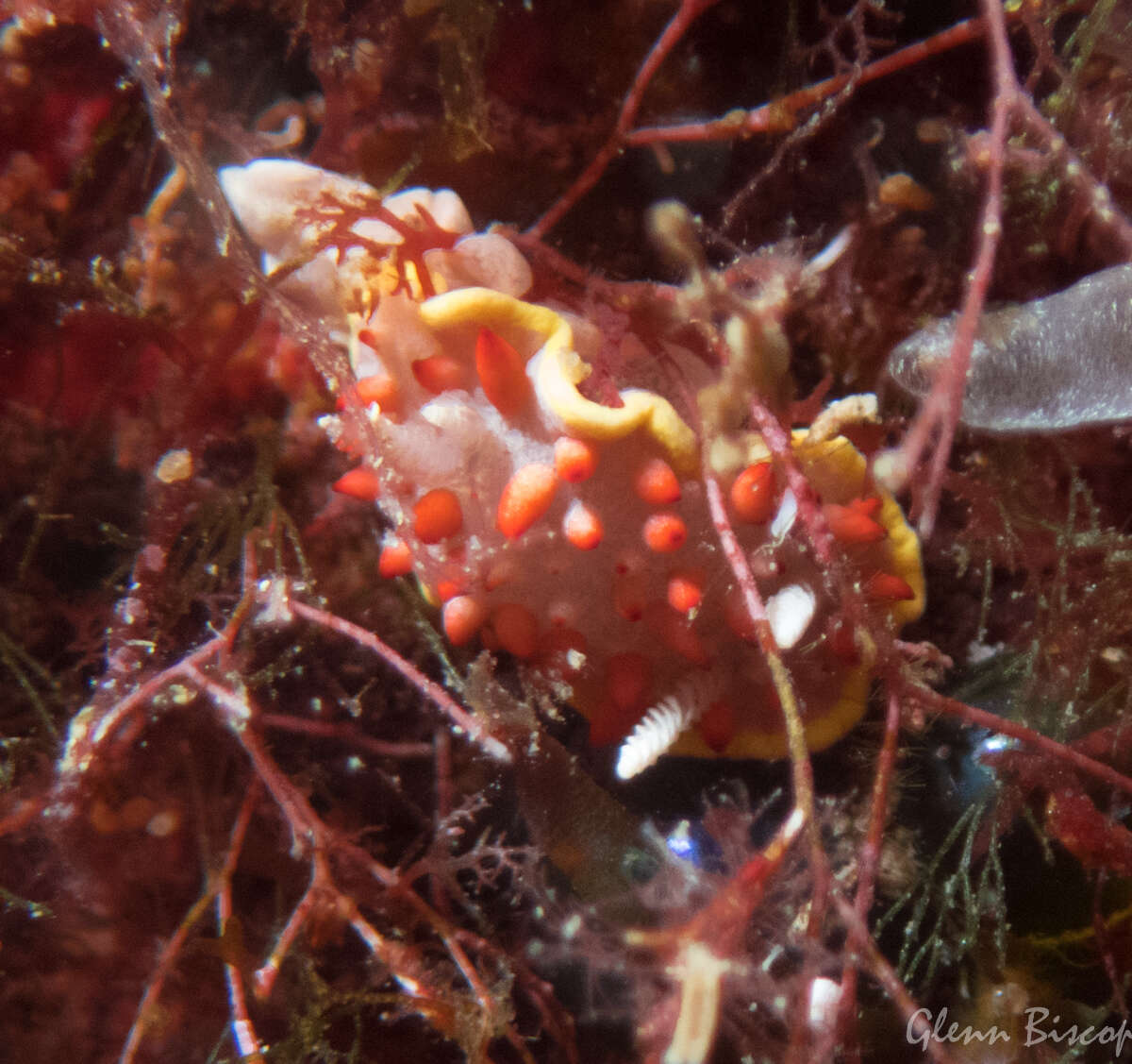 Image of Diaphorodoris papillata Portmann & Sandmeier 1960