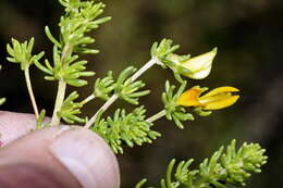 Image of Aspalathus retroflexa subsp. angustipetala R. Dahlgren