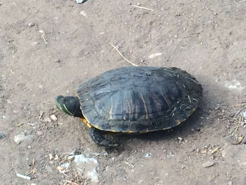 Image of slider turtle, red-eared terrapin, red-eared slider