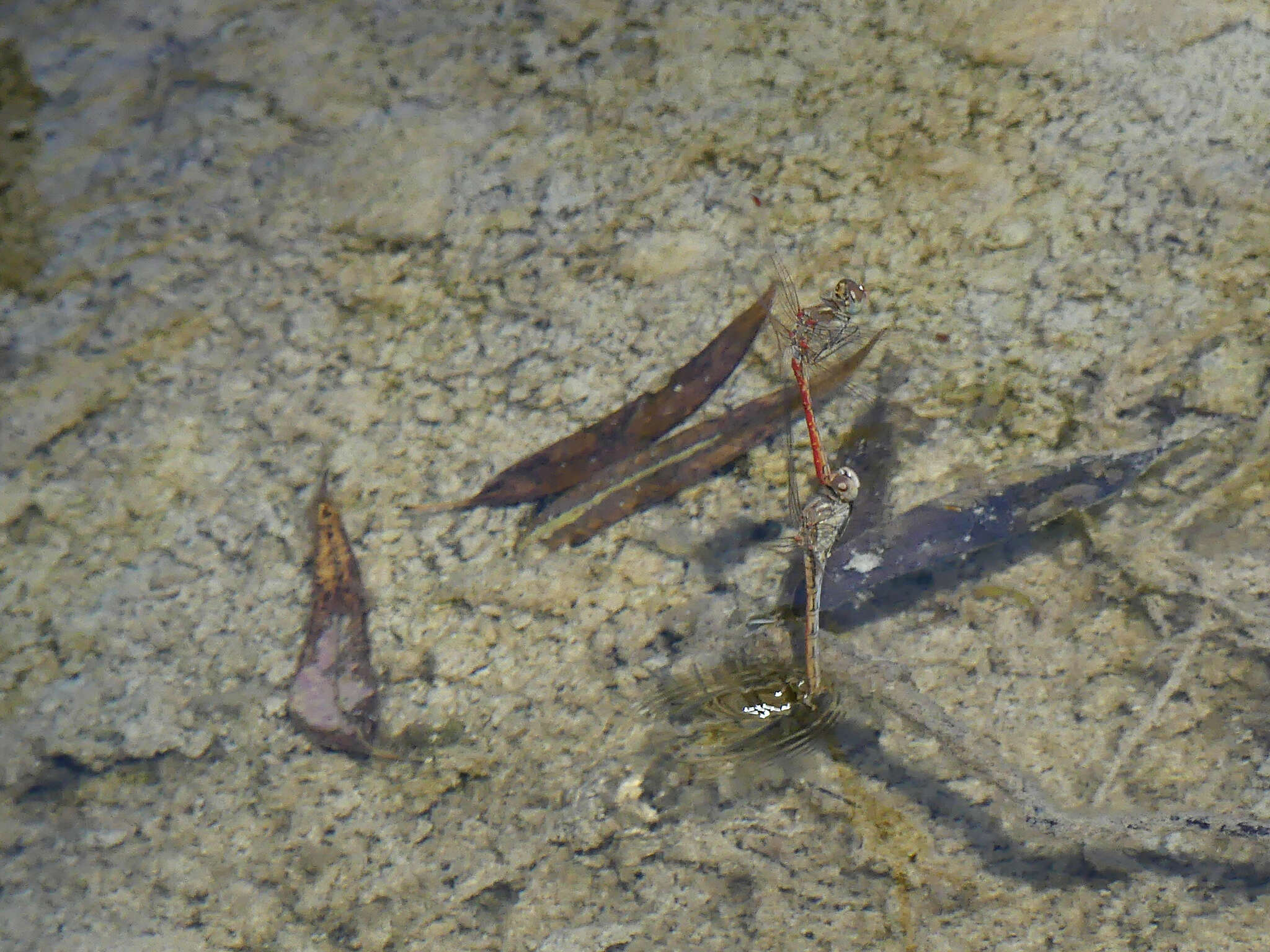 Image of Desert Darter