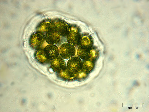 Image of Pandorina