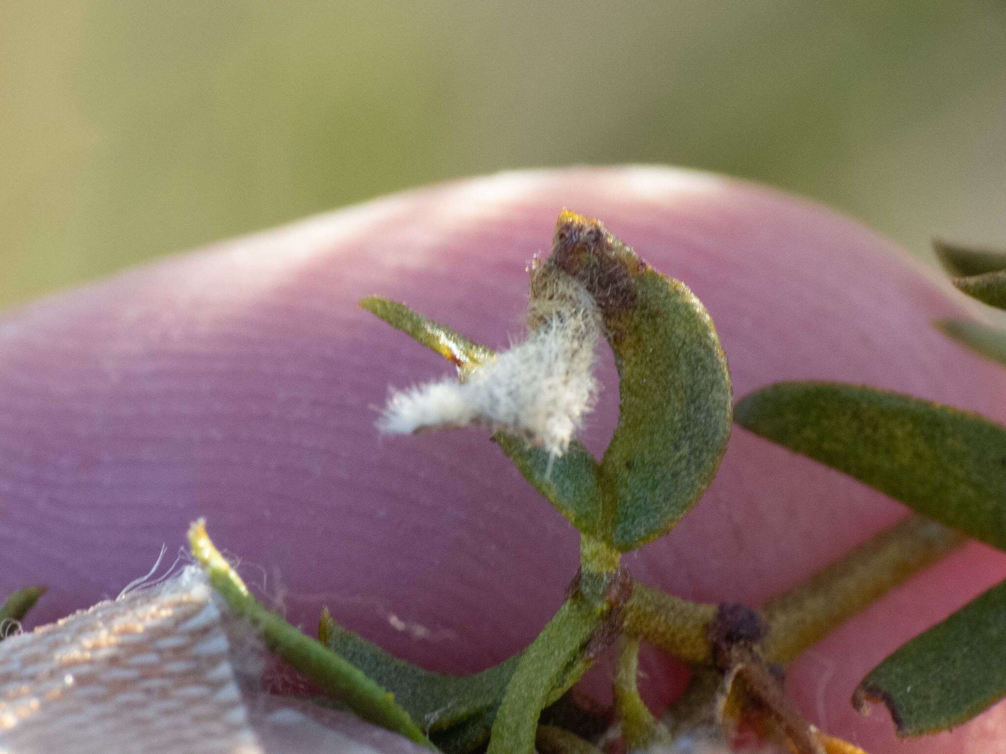 Image of Asphondylia pilosa Gagne 1990