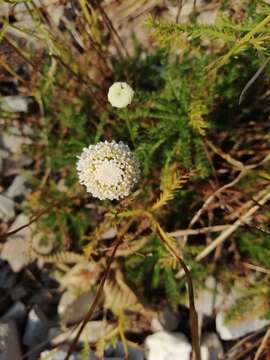 Image of Apuan mountain lavender-cotton