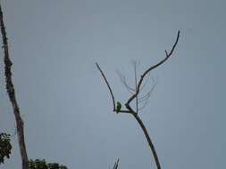 Image of Amazona auropalliata parvipes Monroe, Howell & TR 1966