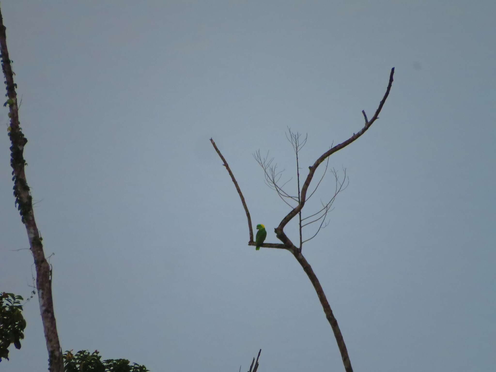 Image of Amazona auropalliata parvipes Monroe, Howell & TR 1966