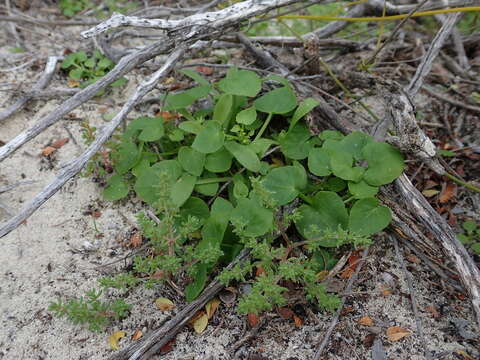 Image of Adenocline violifolia (Kunze) Prain