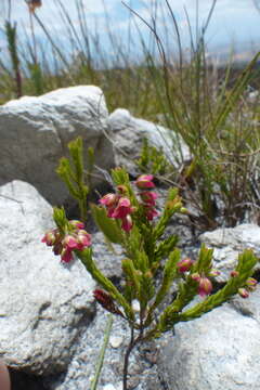 Image of Erica longiaristata Benth.