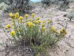 Image of Vasey's rabbitbrush