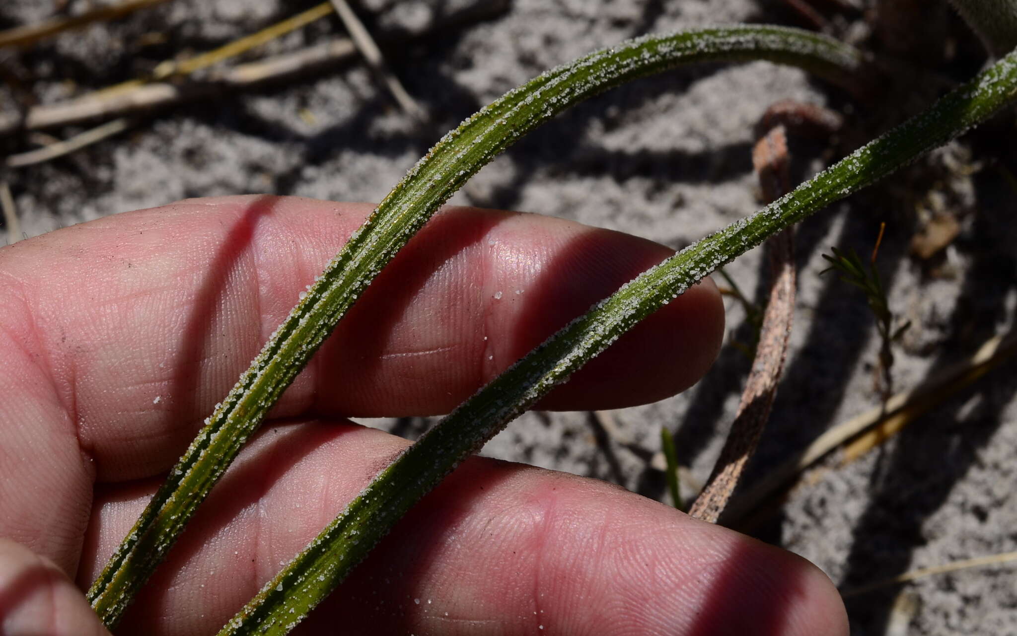 Image of Trachyandra scabra (L. fil.) Kunth