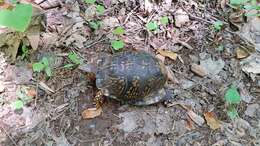 Image of Eastern box turtle