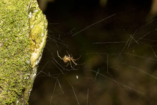 Image of Theridion zantholabio Urquhart 1886